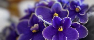 5 working ways to bring a drying violet back to life