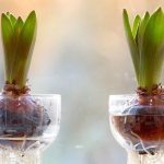 6 Plants You Can Grow in a Jar of Water