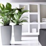 6 ways to liven up your interior with indoor plants