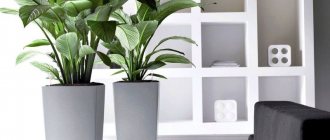 6 способов оживить интерьер при помощи комнатных растений