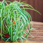 7 проблем выращивания хлорофитума, из-за которых растение может погибнуть
