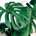 9 Monstera Growing Problems That Are Easy to Handle