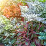 Aglaonema: varieties