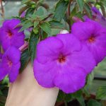 Achimenes - the world of bright representatives of Gesneriaceae before your eyes