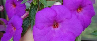 Achimenes - the world of bright representatives of Gesneriaceae before your eyes
