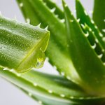 aloe vera