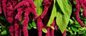 amaranth