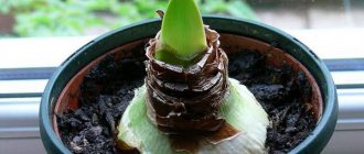 Amaryllis flower. Care at home, photo, can it be kept at home? 