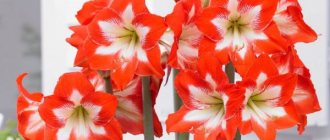 Амариллис цветок. Уход в домашних условиях, фото, можно ли держать дома
