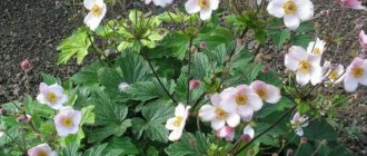 Japanese anemone is a delicate autumn beauty that is not afraid of frost