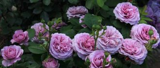Английские розы фото 4