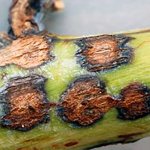 anthracnose photo