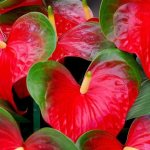 Anthurium