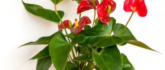 Anthurium