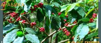 Arabica tree