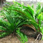 Asplenium: description