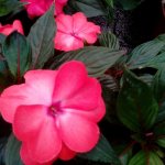 Impatiens, planting and care