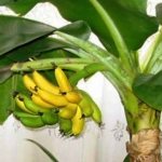 банан в домашних условиях