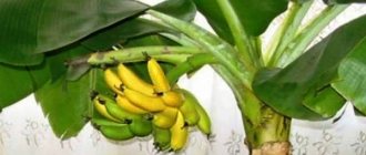 банан в домашних условиях