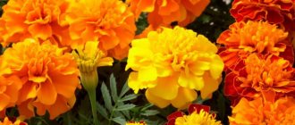 Marigold