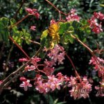 begonias in nature photo