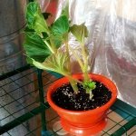 Begonia in a pot, soil