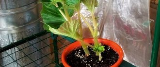 Begonia in a pot, soil