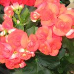 Begonia