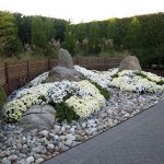 White chrysanthemums at the New York Botanical Garden