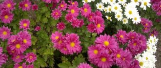 White and pink daisy chrysanthemums in the garden