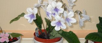 White streptocarpus. Photo: flickr.com/89509548@N00 