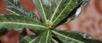 Adenium diseases and ways to combat them