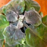 Diseases of violets and their treatment