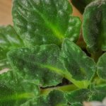 Diseases of violet leaves: descriptions with photos, treatment