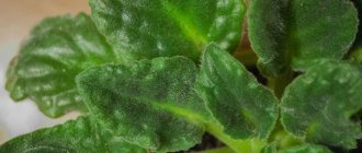 Diseases of violet leaves: descriptions with photos, treatment