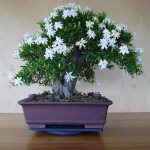 Gardenia bonsai photo