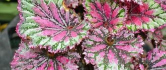 Pest and Disease Control - Begonia