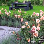 Бордюрные розы (на фото) – прекрасно подходят для ландшафтного озеленения: окаймления дорожек и клумб