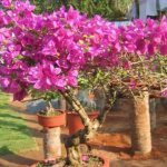 Bougainvillea at home