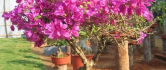 Bougainvillea at home