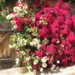 Bougainvillea in the garden