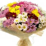 Bouquet of multi-colored Bacardi chrysanthemums