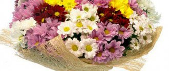 Bouquet of multi-colored Bacardi chrysanthemums