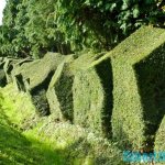 Fast growing climbing plants fence