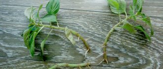 plant cuttings