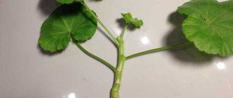 Geranium cuttings