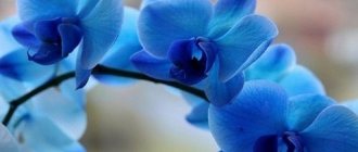 Чисто-голубые или синие орхидеи – продукт искусственного окрашивания. Такие растения сильно подвержены вирусным инфекциям и другим болезням.