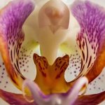 What does an orchid symbolize?