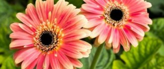 What kind of flowers are gerberas?