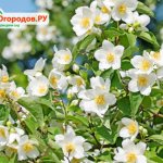 mock orange crown